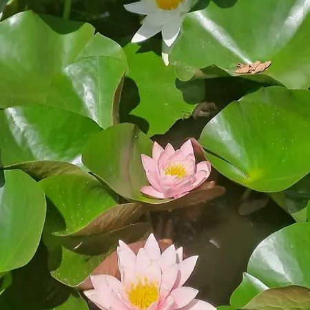 A Un Passo Dal Collio Panzió *