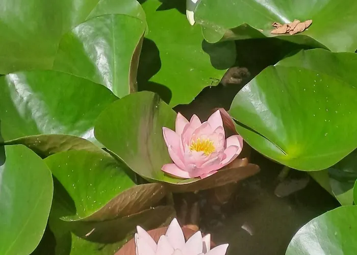 A Un Passo Dal Collio Panzió *